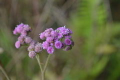 Cyathocline purpurea